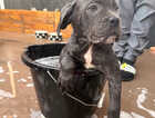 Puppy