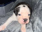 Puppy
