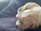 puppy