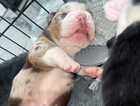 Puppy