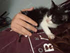 Kitten