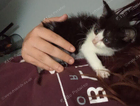 kitten