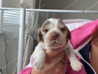 puppy