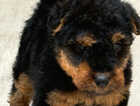 Puppy
