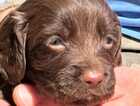 Puppy