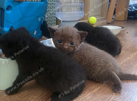 Russian blue x BSH Kittens