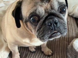 Jug Pup