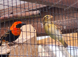 Rare pair of Orange bishop weaver finches