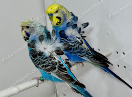 Pair of Helicopter budgies (hagoromo) for sale