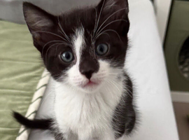 x8 kittens for sale