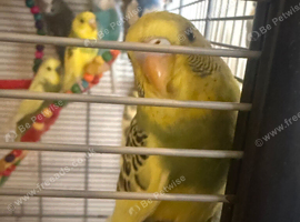 Baby Budgies Blue White Yellow