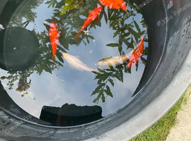 8 large goldfish for sale