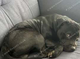 Zeus - Re Homing