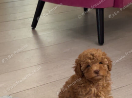 Tiny Toy Poodle girl