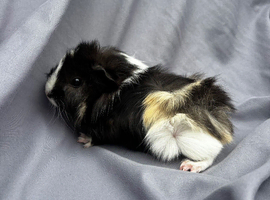 Beautiful boy +more ready 2 reserve