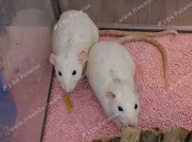 5 female rats