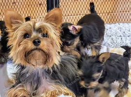 Yorkshire Terrier puppies from Licensed Breeder