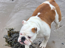 Freya adult female english bulldog 2 years 4 months