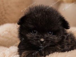 Beautiful pomeranian puppies