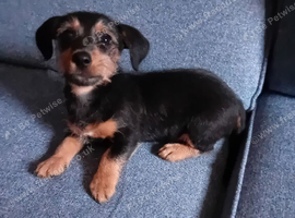 Dachshund x Jack Russell