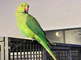 Stunning young Indian ringnick parrot