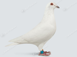 pure white racing pigeons wanted
