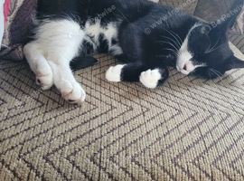 Beautiful Affectionate Cat