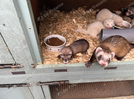 Ferret kits
