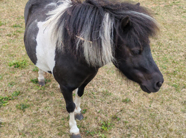Beautiful mini shetland mare