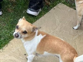 Jack Russell cross chihuahua