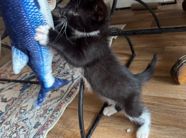 ADORABLE RAGDOLL X MALE READY NOW