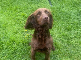 26 month old Working Cocker Spaniel