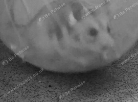 Wednesday a girl hamster with big cage