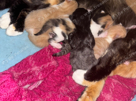 Kitten