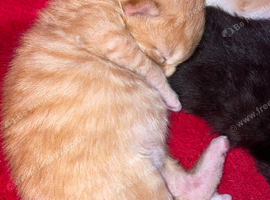 4 stunning kittens