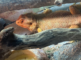 Bearded dragon  with full setup