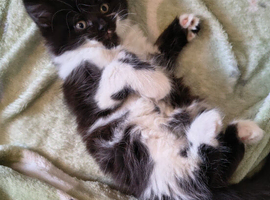 Gorgeous Raggamuffin x kittens.