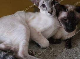 Seal tabby point female kitten