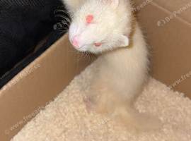 Female ferret