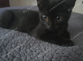 Kitten looking for a forever home
