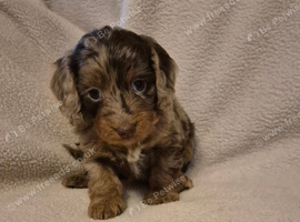 Gorgeous Health Tested Cockapoo Puppies