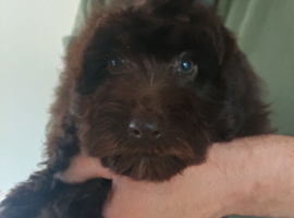 Cockapoo F1 last chocolate girl !!!!.