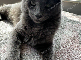 Maine coon male