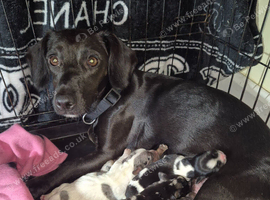 Just 2 pups left now