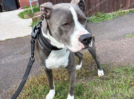 STAFFY X ENGLISH MASTIFF
