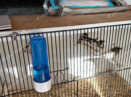 Bengalies and zebra finches