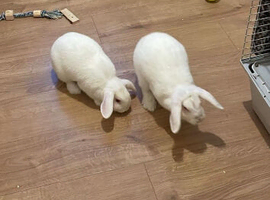 Fluffy and Bambi for sale