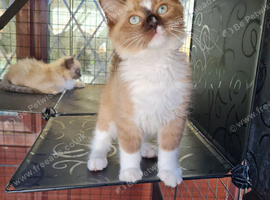 Ragdoll kittens ready now