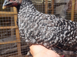 Ayam Cemani zombies