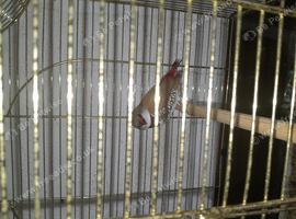 Thawn diamond firetail finch